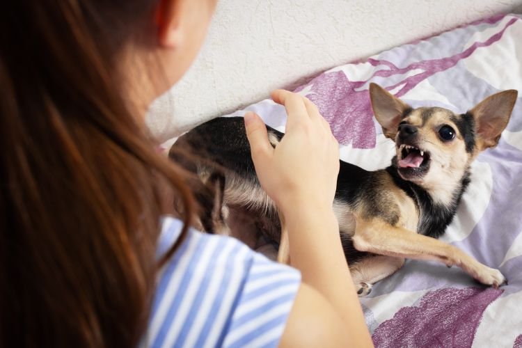10 Signs Your Dog Is Definitely Mad at You (And What to Do About It)