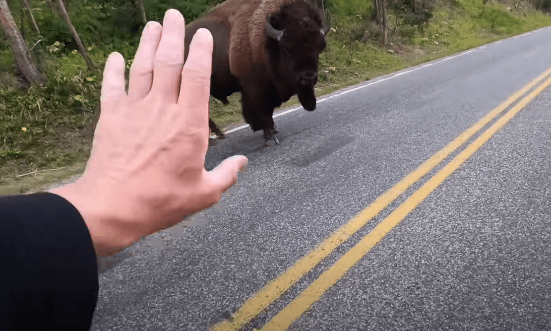 VIDEO: Man Runs Up On Bison In Yellowstone National Park, Regrets It Immediately