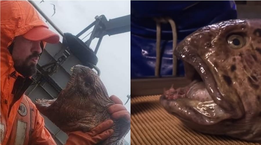 The Wolf Eel Is Pure Nightmare Fuel, Chopped Head Bites Through Coke Can