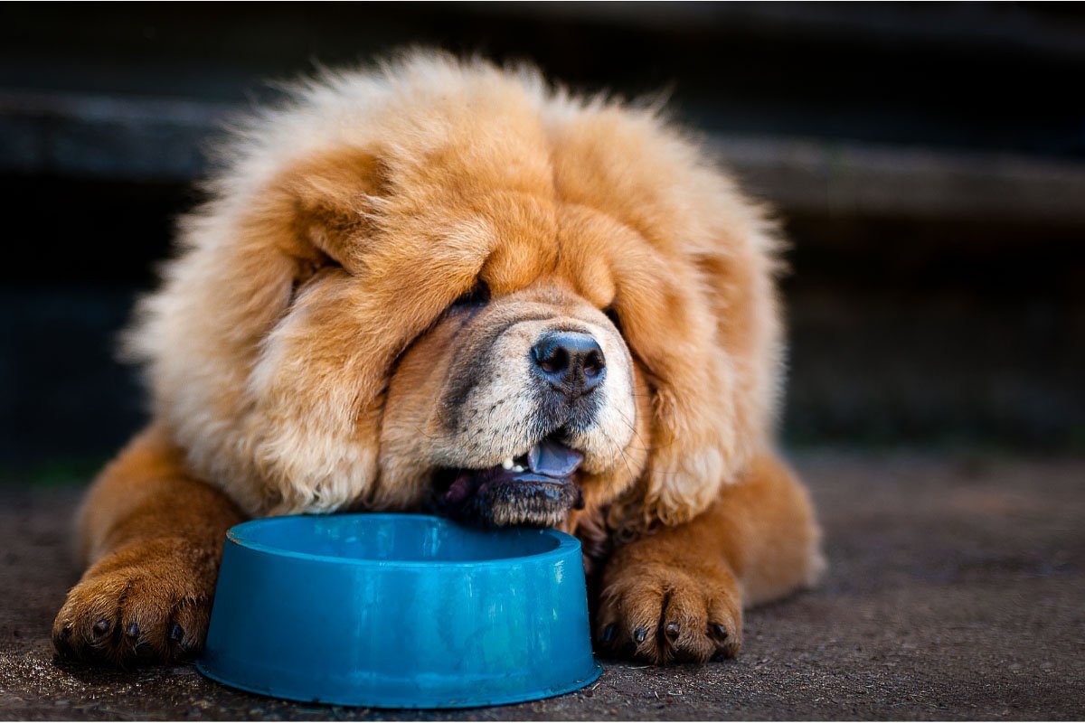 How Long Can a Dog Go Without Water? 7 Things You Need to Know