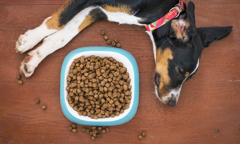 How Long Can a Dog Go Without Eating? (2022)