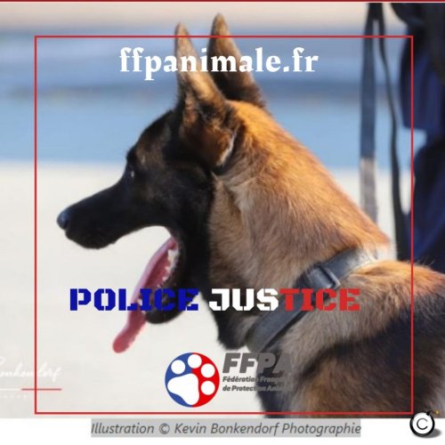 Saisie de drogue et d’arme à Brest : Le flair d’un chien policier conduit à une arrestation importante – Fédération Française de la Protection Animale