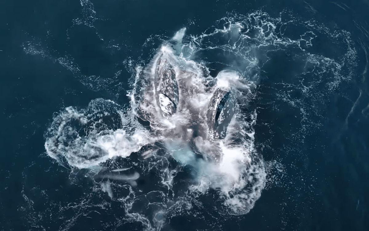 2 Gray Whales Miraculously Survive A 6-Hour Onslaught From 30 Orcas Off The Coast Of California
