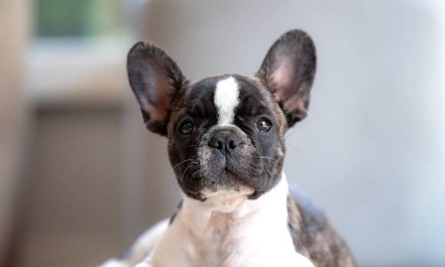 10 Surprising Things Dogs Hate That Most Owners Don’t Know About