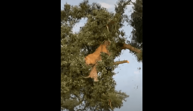 Cat Fight: Lion And Leopard Fall From Tree Fighting Over A Kill