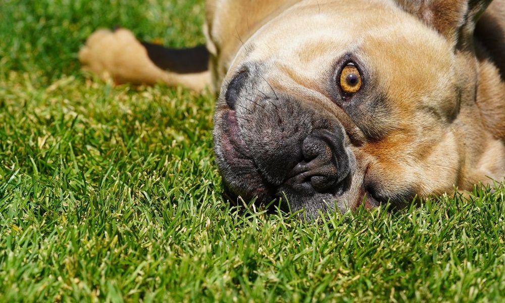 Why Do Dogs Rub Their Faces On the Ground? (2023) 12 Reasons