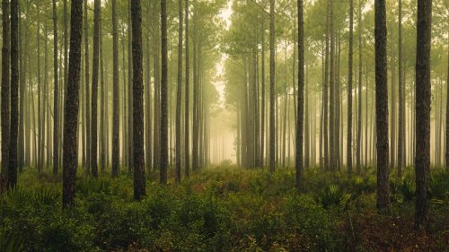 Forests might serve as enormous neutrino detectors