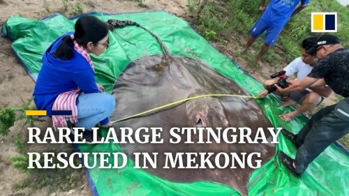 Biologists rescue rare 400-pound stingray