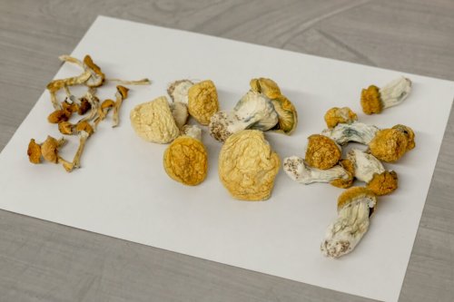 Oregon’s Legal Psilocybin Industry: Growing Pains, Healing Gains - Lucid News