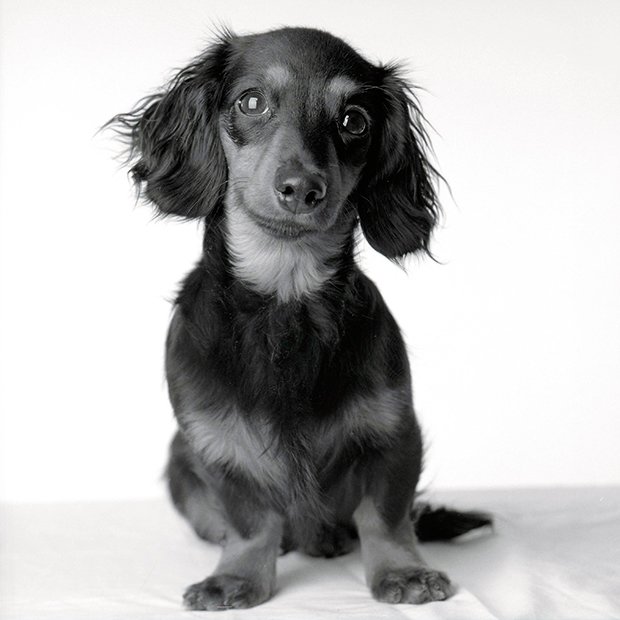 Touching Portraits of Dogs Taken Years Apart, from Puppyhood to Old Age