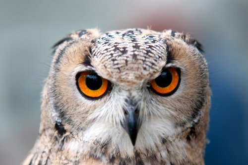 symbolism-of-seeing-an-owl-what-does-it-mean-flipboard