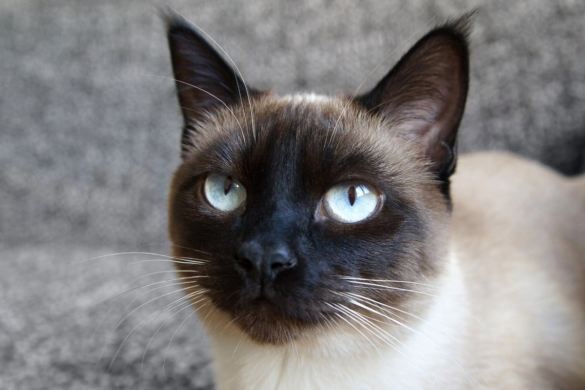 Siamese Cats FAQs - cover