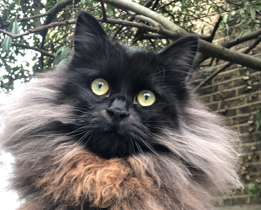 When Do Cats Shed The Most? I What Owners Need to Know
