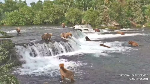 Webcam Captures 17 Bears Feasting On Salmon In Alaska