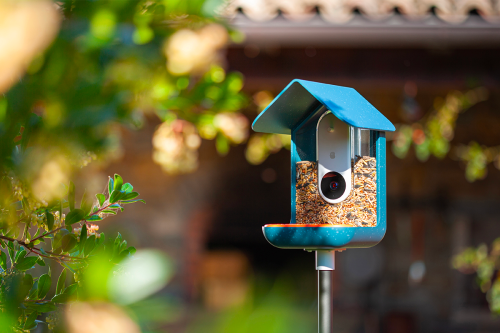 Snap the most incredible bird selfies in your own backyard with Bird Buddy.
