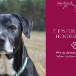 Tipps für gesunde Hundesenioren