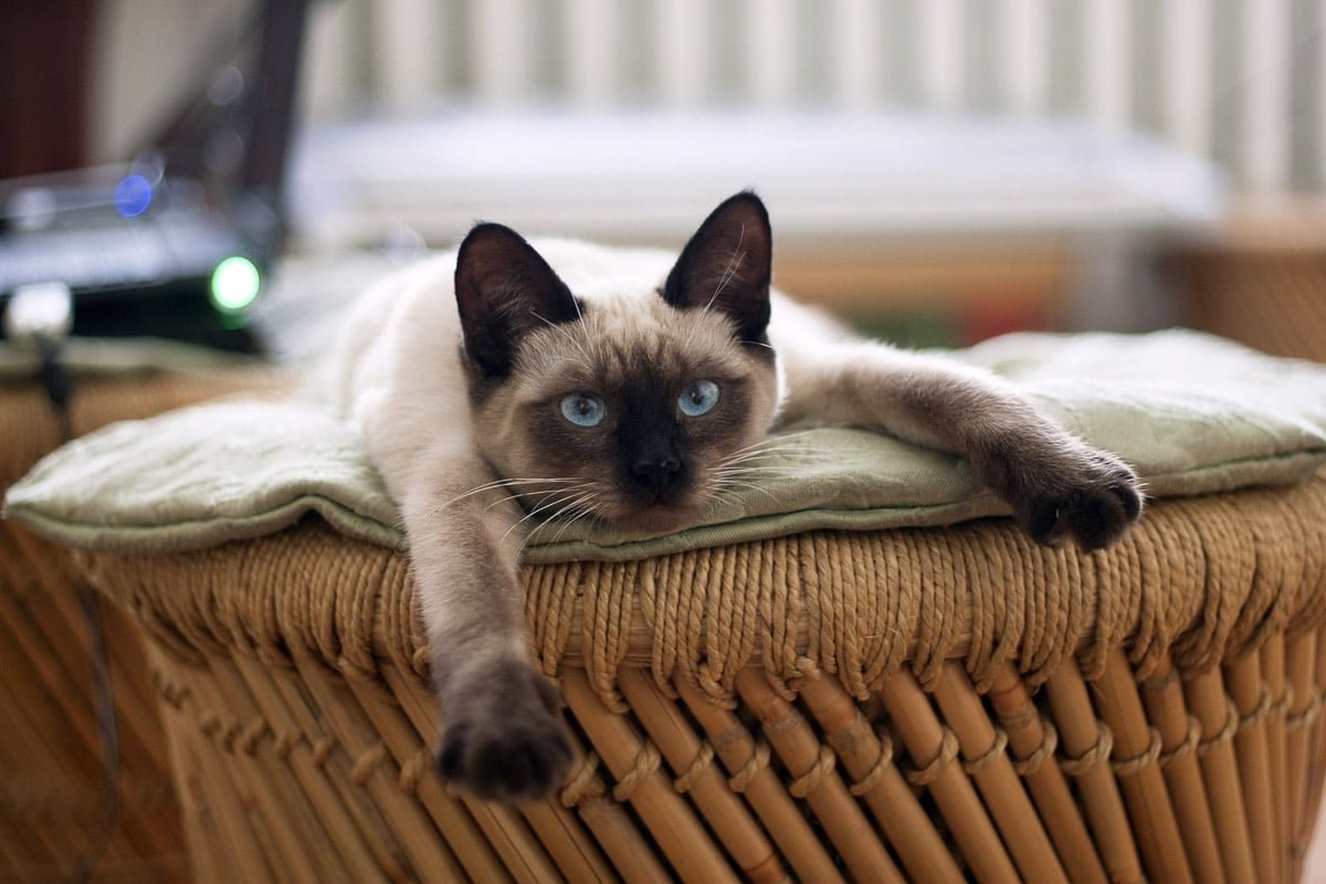 11 Best Indoor Cat Breeds (With Pictures) House Cat Breeds You'll Want to Take Home