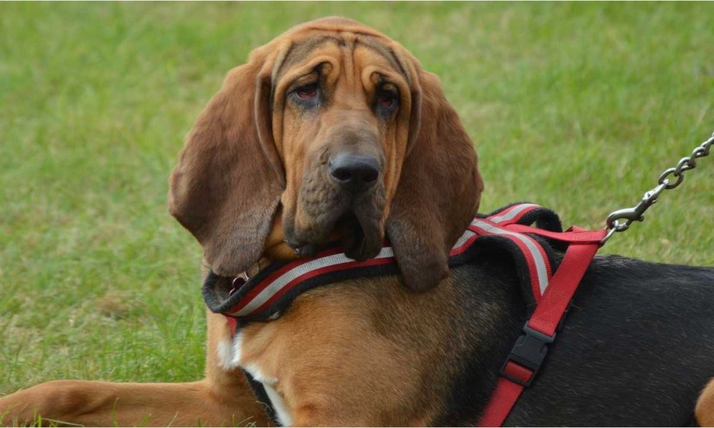 Is Your Dog a Whiner? Discover the Top Breeds That Whine the Most
