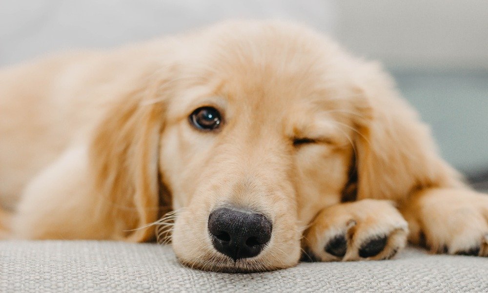 Ever Wonder Why Dogs Wink? Here Are 10 Surprising Reasons