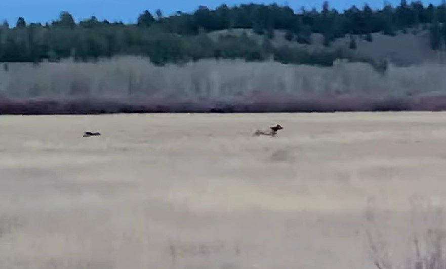 Elk Runs For Its Life With A Wolf Hot On Its Tail In Grand Teton National Park