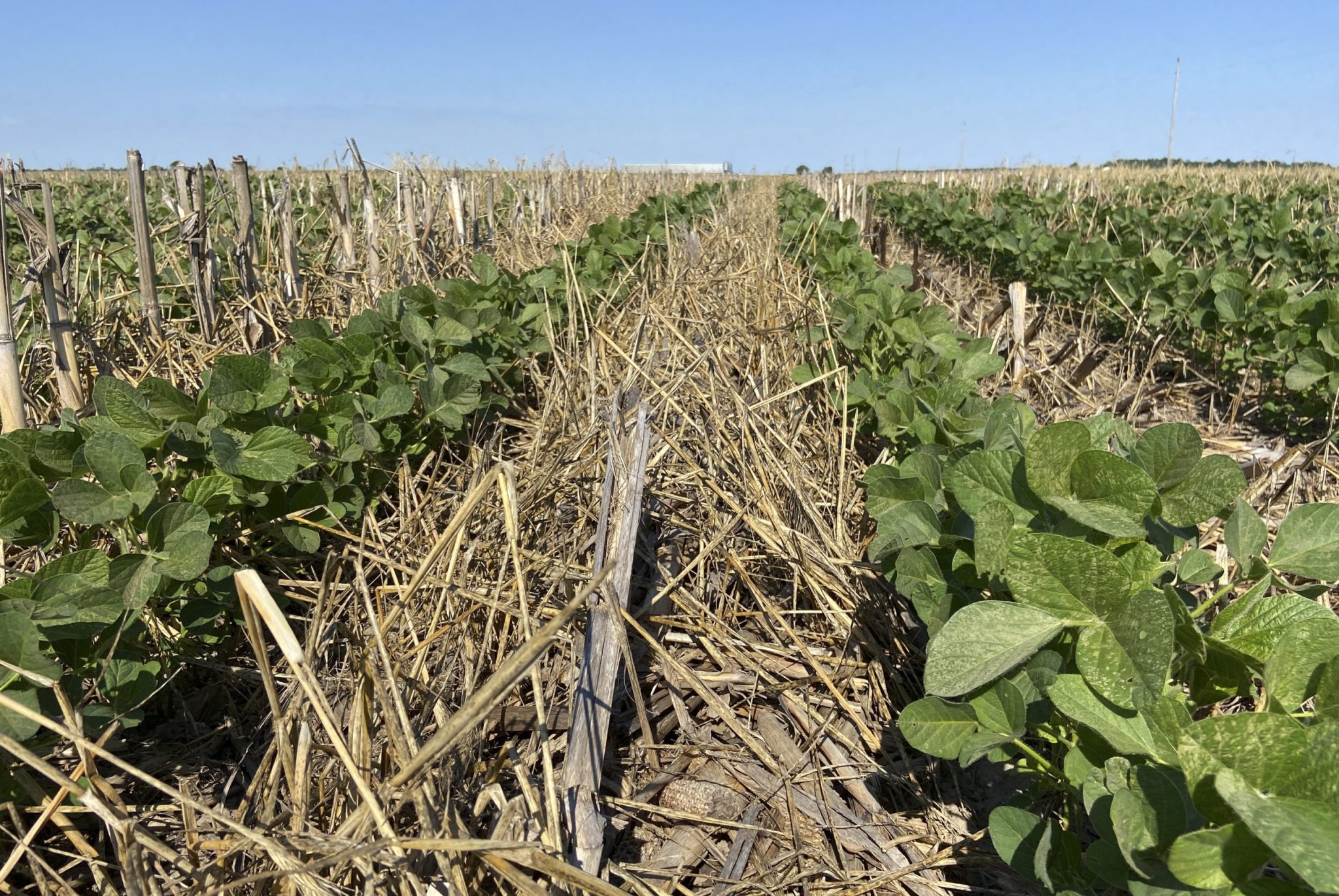 Illinois governor moves to slash cover crop funds despite rising demand