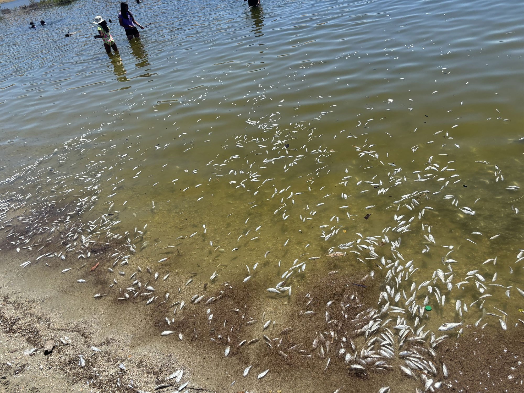 Monterey County lake is up to its gills in dead fish after high temperatures kill off hundreds - Local News Matters