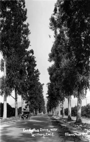 By Gum! A Brief History of the Eucalyptus Tree in Greater Los Angeles -The Homestead Blog