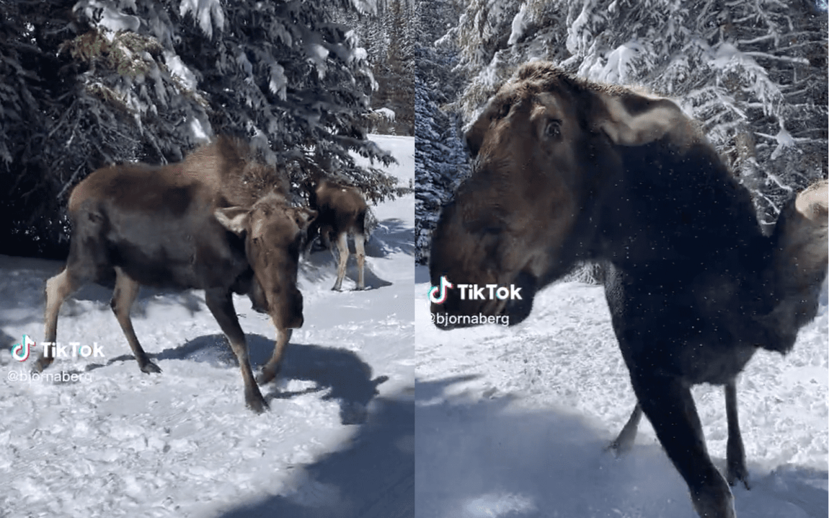 Skier Almost Gets Kicked In The Head Flying Past Angry Moose In Colorado