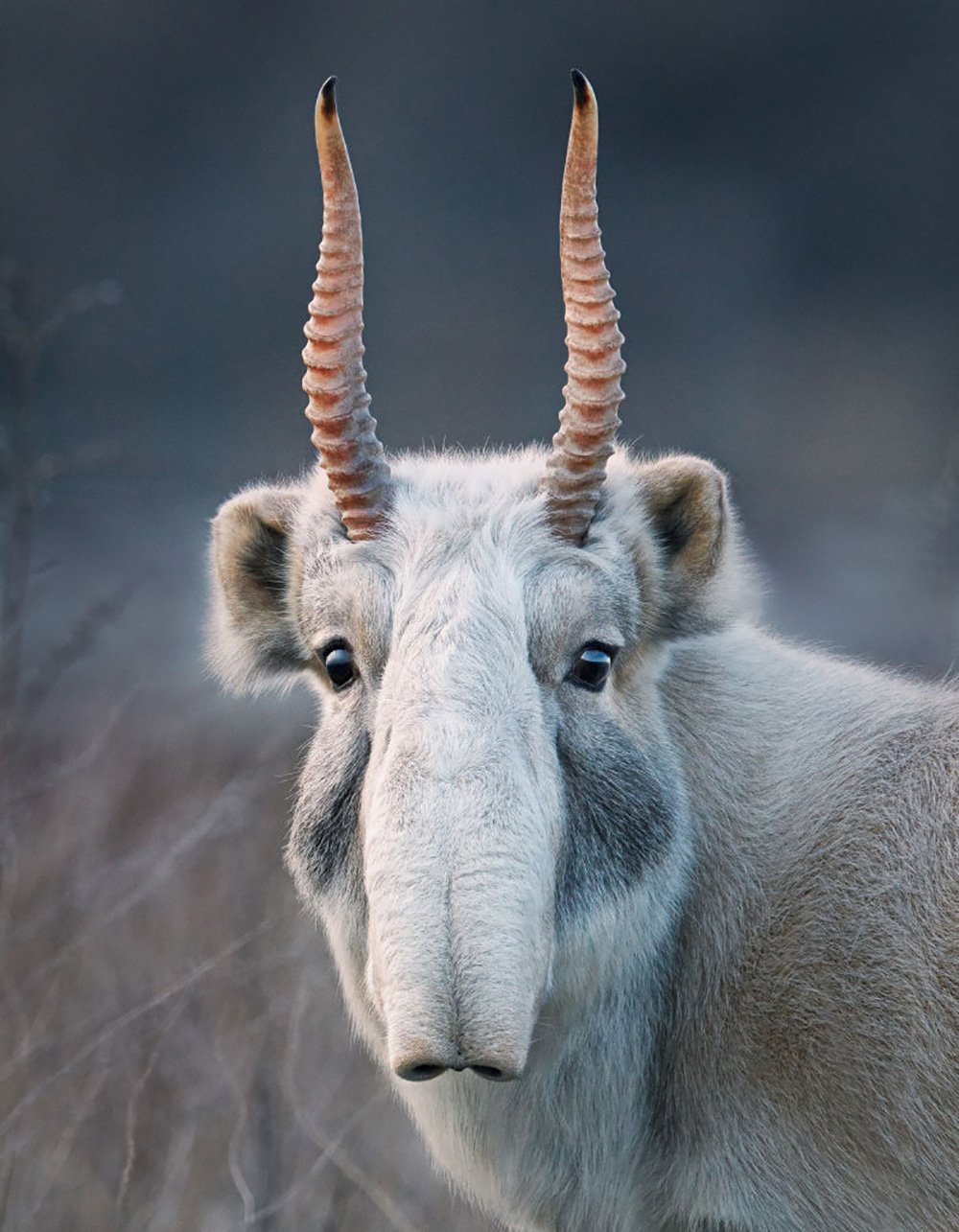‘Endangered’ Book Showcases Amazing, Vulnerable Animals