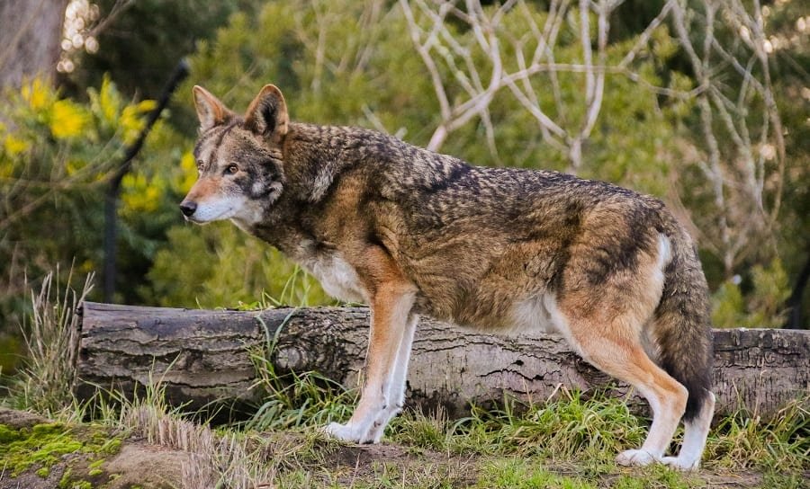 Eight Red Wolves Released Into The Wild In North Carolina