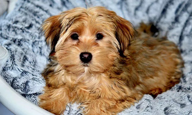 Ultimate Guide to Odor-Free, Non-Shedding Dog Breeds – Your Home Will Thank You