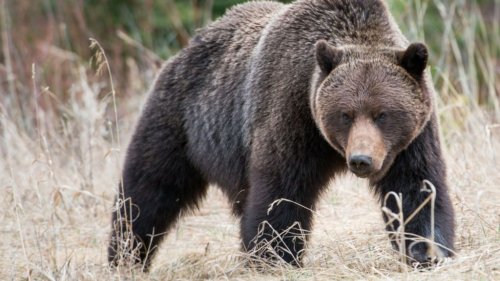 14 Animals That Are Terrifying to Meet in Nature