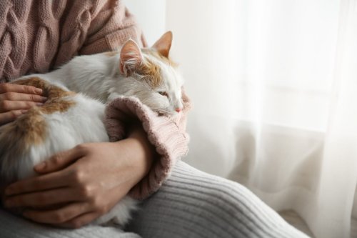 Do Cats Reflect Their Humans’ Personalities? What the Experts Say