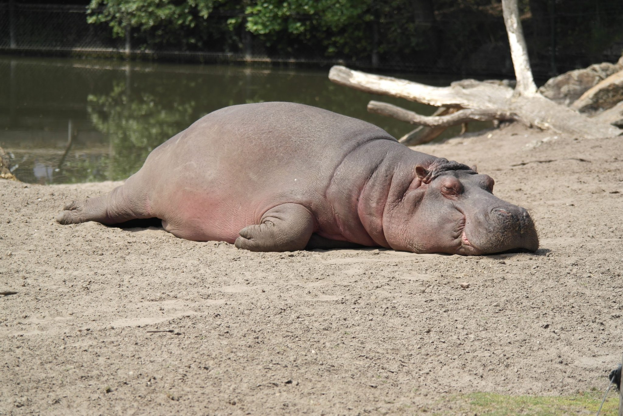 Los hipopótamos sudan su propia crema solar