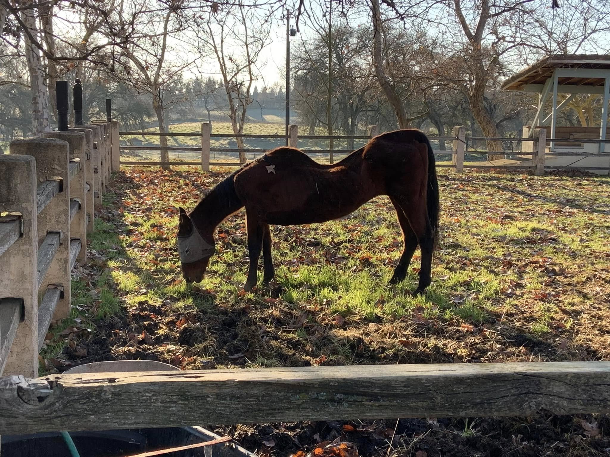 27 dead horses, other starving animals found at Clements ranch