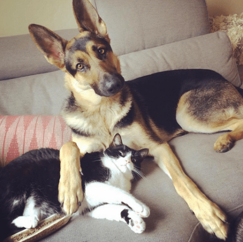 This Instagram account documents the adorable friendship between a dog and cat