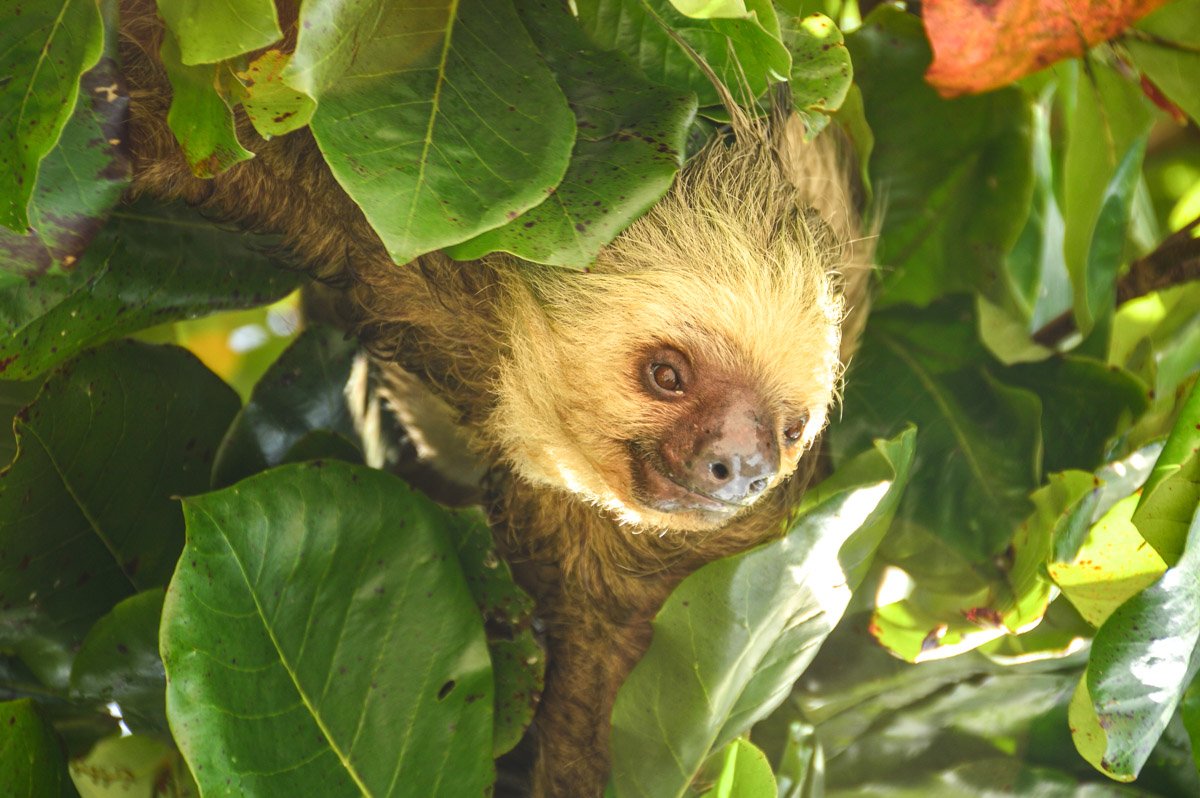 37 Interesting Facts About Costa Rica Most People Don’t Know