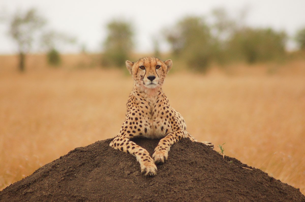 27 Interesting Cheetah Facts You Might Not Know