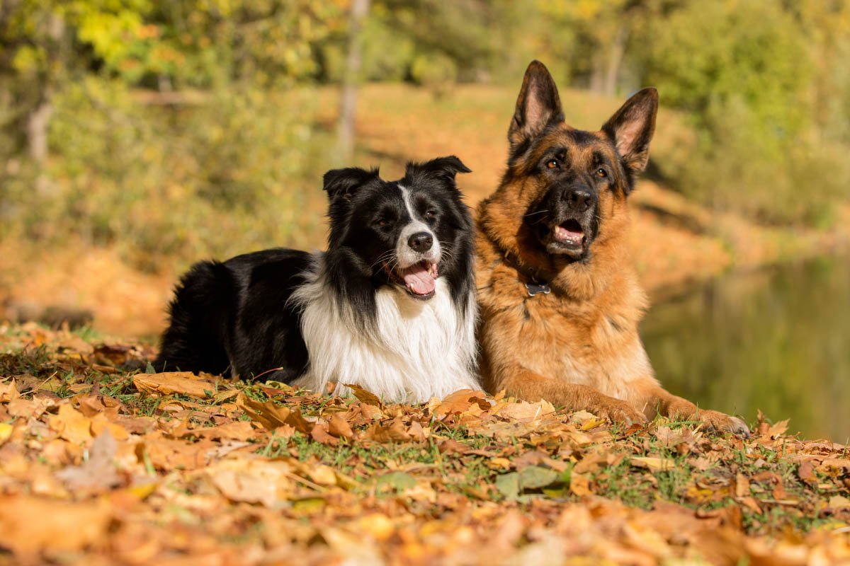 Border Collie German Shepherd Mix (2022) | All You Need to Know