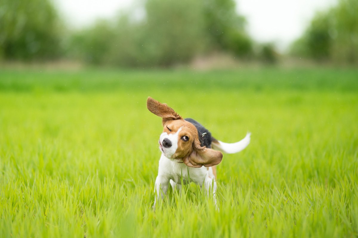 Why Do Dogs Shake Their Heads? 11 Potential Causes and What to Do About Them