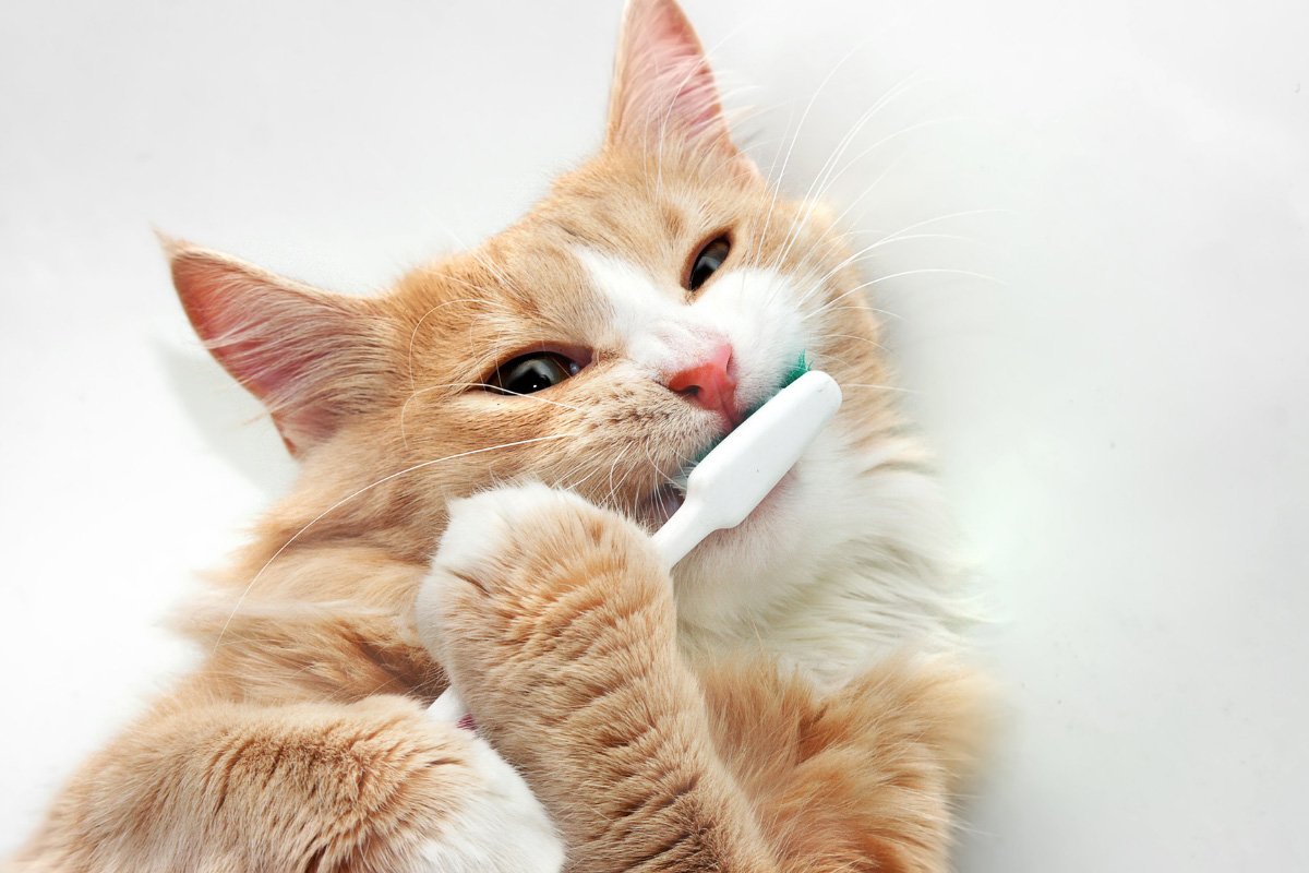 How to Keep Cat’s Teeth Clean Without Brushing (2022)