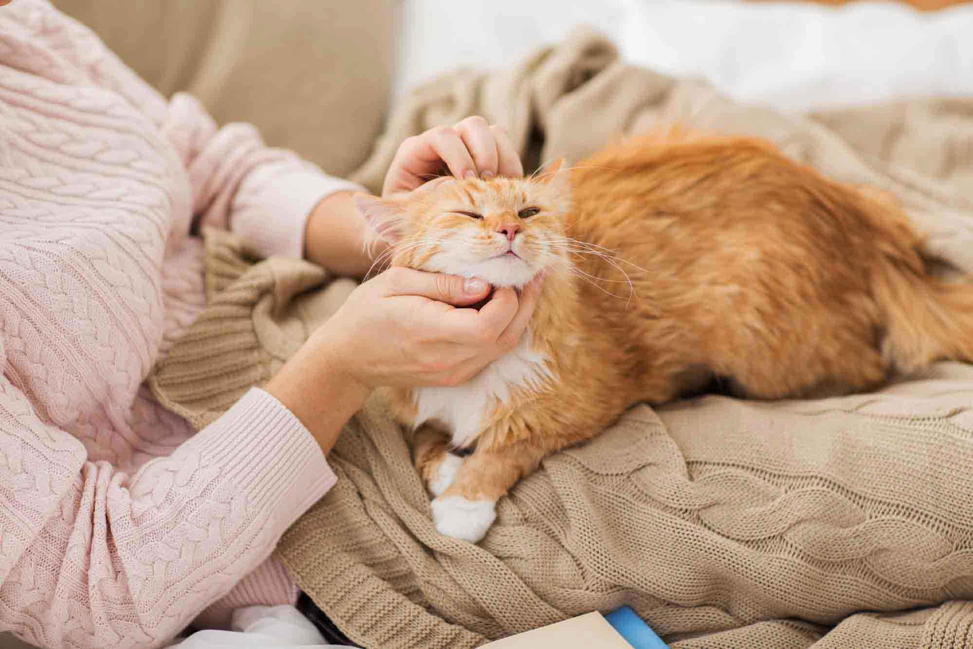 10 Signs Your Cat Needs More Love