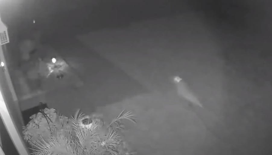 Florida Woman Insists A Baby Dinosaur Ran Through Her Backyard