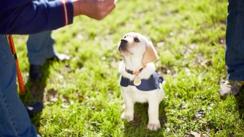 How science can help you train your puppy