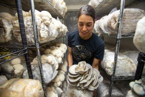 A New Mexico mushroom farmer wants to make good food more sustainable