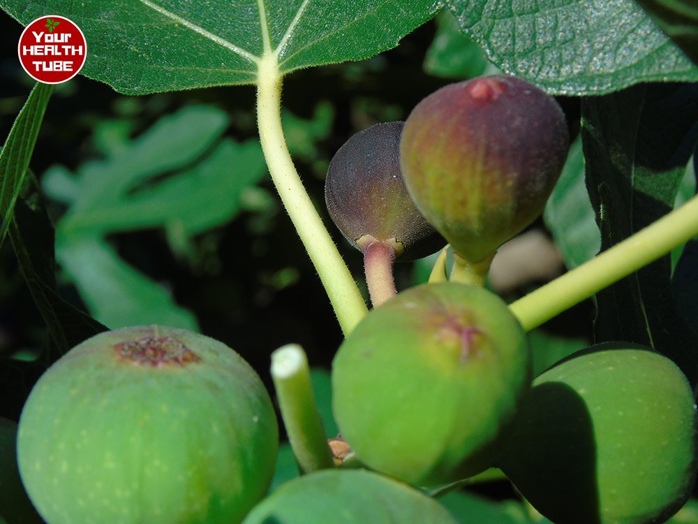 Figs Nutrition: Amazing Food for Hemorrhoids, High Blood Pressure, Cholesterol, and MORE