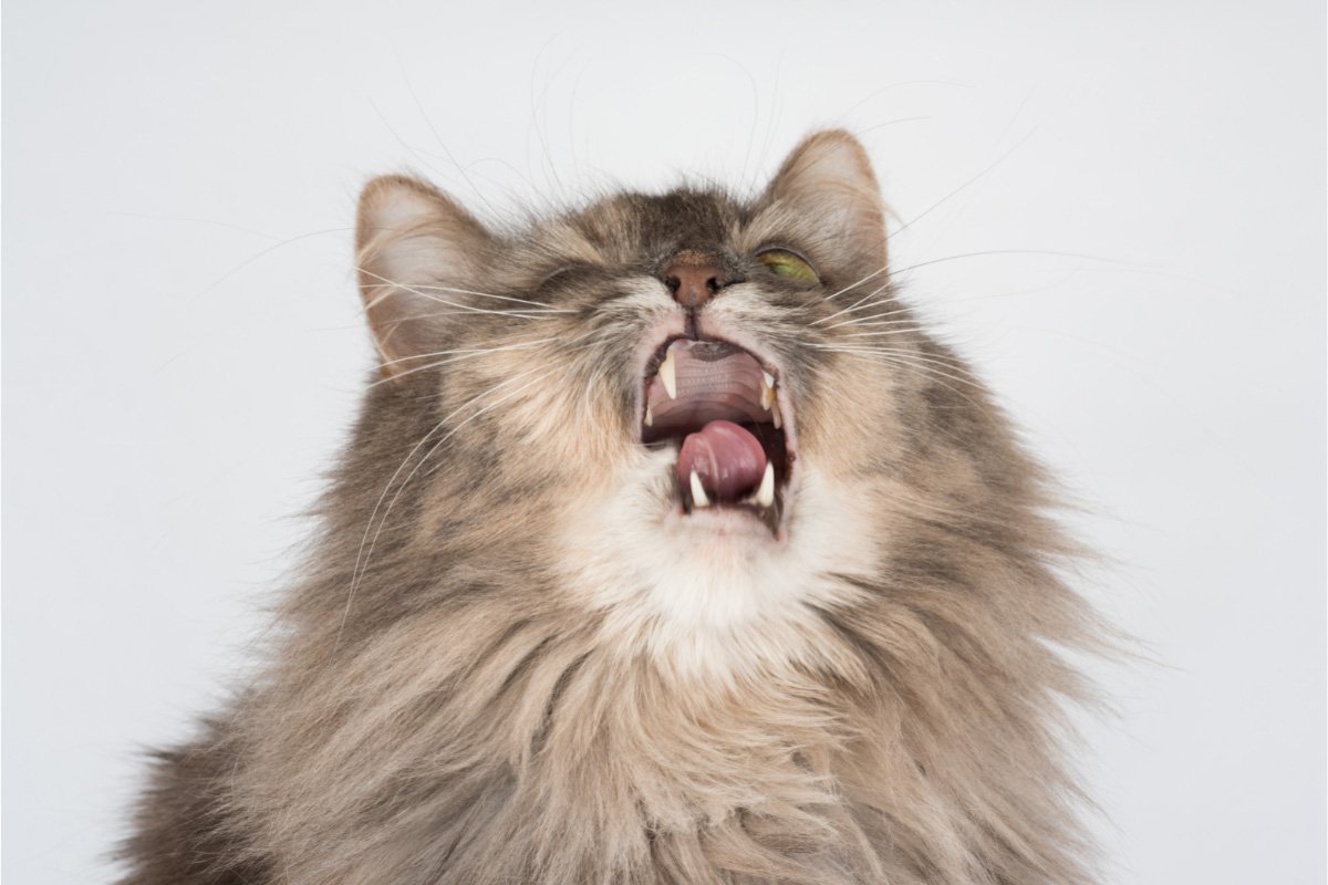 Why Does My Cat Keep Sneezing? 11 Potential Reasons