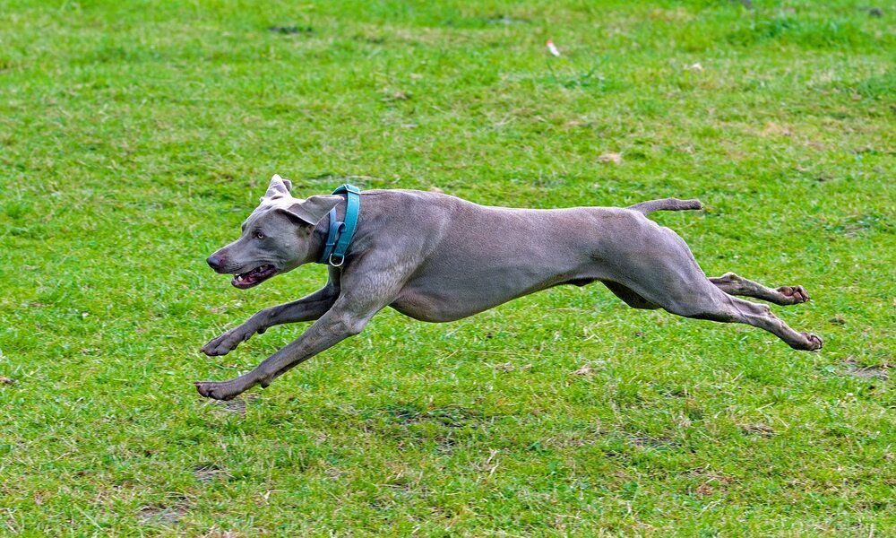 15 Quickest Dog Breeds