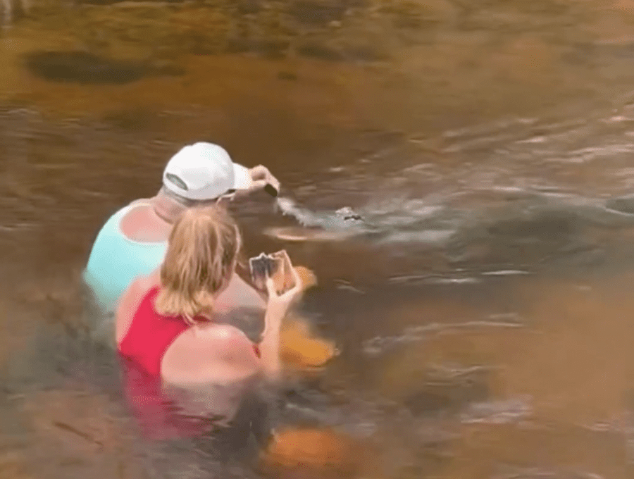 Gutsy Or Idiotic? A Couple Floridians Hand-Feed An Alligator While Sitting In A River