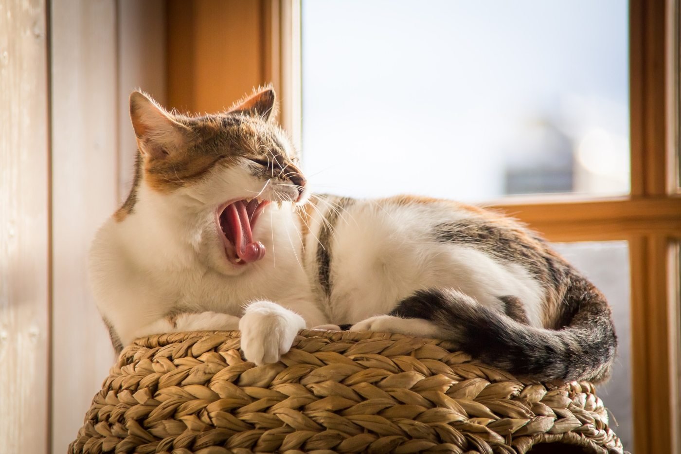 Why Do Cats Yawn | 7 Common Reasons
